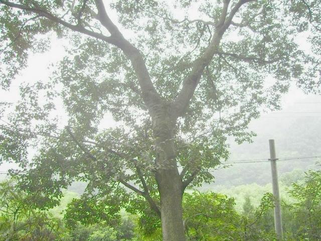 СҶӼ۸񲨶ֲСҶ۸