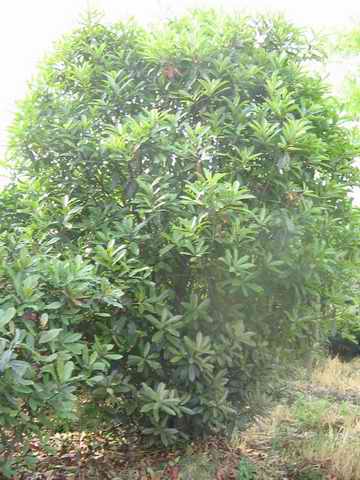 лʯ骼۸Ϣлʯ۸